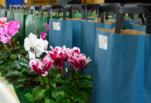 Ortsbildverschönerung: Preisverleihung des Blumenschmuckwettbewerbes am 6. Oktober in der Stuifenhalle