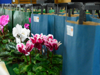 Ortsbildverschönerung: Preisverleihung des Blumenschmuckwettbewerbes am 6. Oktober in der Stuifenhalle